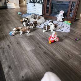 Shih Tzu Puppies from Shih Tzu Kennels