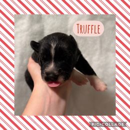Truffle - Agouti and white male Siberian Husky puppy in Southampton, New Jersey from First Frost Kennels