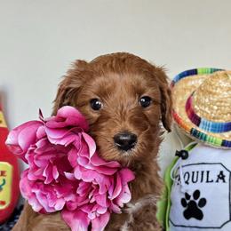 Papita - Red  female Goldendoodle puppy in Pine Grove, California from Lundee Doodles