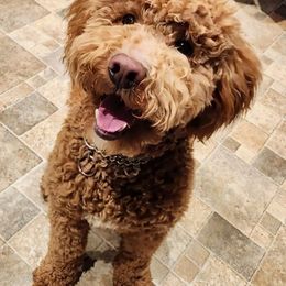 Levi - Goldendoodle