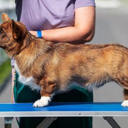 Paddington - Cardigan Welsh Corgi