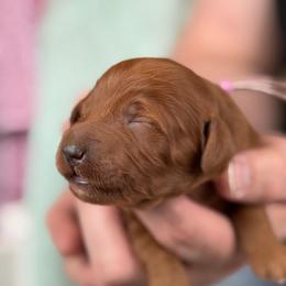 Purple - Red  male Goldendoodle puppy in Herriman, Utah from Sunnydoodle Utah