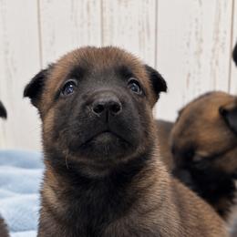 Sable Male - Fawn sable male Belgian Malinois puppy in Columbia, South Carolina from Kaizen Ruach Malinois
