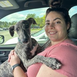 Poodle and Whippet All Grown Up from Charleston Reds Standard Poodles and Whippets
