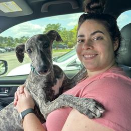 Poodle and Whippet All Grown Up from Charleston Reds Standard Poodles and Whippets