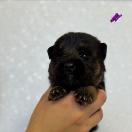 Boy 1 - Black and red male German Shepherd puppy in Warwick, Rhode Island from Karma Kennels
