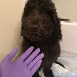 Labradoodle Puppies from 7O7Doodles