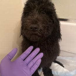 Labradoodle Puppies from 7O7Doodles