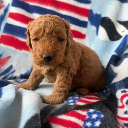 Chase - Apricot male Goldendoodle puppy in Mayville, Michigan from Guiding Light Doodles