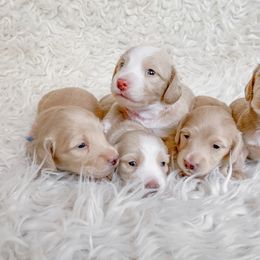 Dachshund Puppies from Peaches and Cream Dachshunds