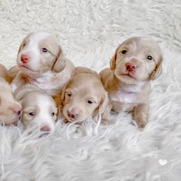Dachshund Puppies from Peaches and Cream Dachshunds