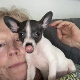 Leah - Cream female Chihuahua puppy in Greenfield, Ohio from Paradise Chihuahua Kennel