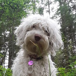 Winter - Australian Labradoodle