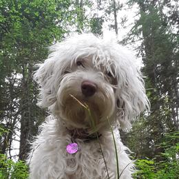 Winter - Australian Labradoodle