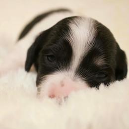 Oreo - Piebald male Dachshund puppy in Chillicothe, Ohio from Brittney's Dachshunds
