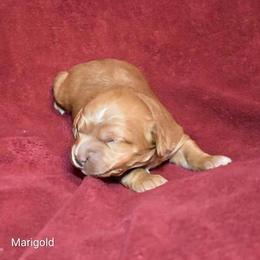Marigold - Buff female Cockapoo puppy in Sunset, Louisiana from Cano Cockapoos