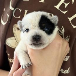 Girl 1 - Blue female Australian Cattle Dog puppy in Irvington, Kentucky from Dry Valley’s Australian Cattle Dogs