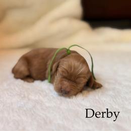 Derby - Red male Cockapoo puppy in Alexandria, Alabama from Bright and Beautiful Cockapoos and Doodles