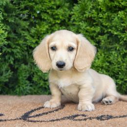 Dachshund Puppies from Royal Paws