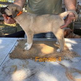 Girl 4 - Fawn female Anatolian Shepherd Dog puppy in Daggett, Michigan from T&S Anatolians