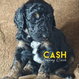 Cash - Black male Poodle puppy in Poplarville, Mississippi from Hatch & Homestead LLC