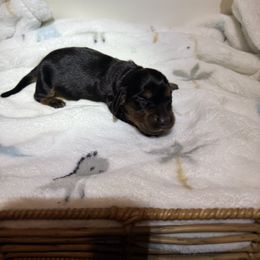 Black and tan LH male - Black and tan male Dachshund puppy in Manteca, California from Sweet and Low Dachshunds