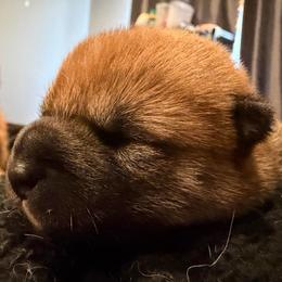 Carmel - Red female Shiba Inu puppy in Zionsville, Indiana from Hana Shibas