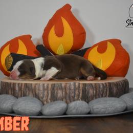 Australian Shepherd Puppies from Starlit Grove Australian Shepherds