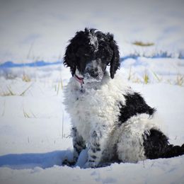 Poodle Puppies from MD Triple Creek Ranch
