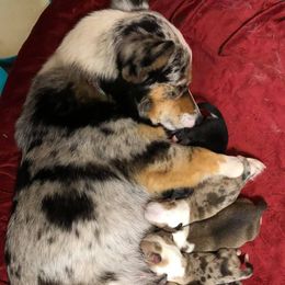 American Corgis and Pembroke Welsh Corgis from TZ's Corgis