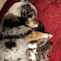 American Corgis and Pembroke Welsh Corgis from TZ's Corgis