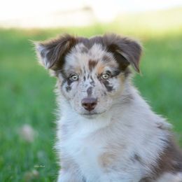 Australian Shepherd and Miniature Australian Shepherd Puppies from Aislin Fields