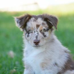 Australian Shepherd and Miniature Australian Shepherd Puppies from Aislin Fields