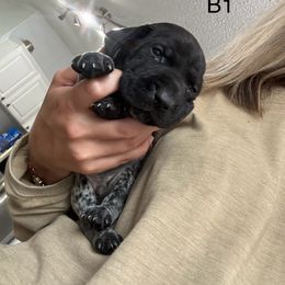 German Shorthaired Pointer Puppies from Golden pointers