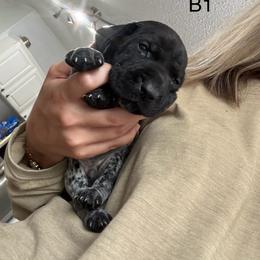 German Shorthaired Pointer Puppies from Golden pointers