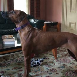 Rhodesian Ridgeback All Grown Up from Stoneridge Ridgebacks