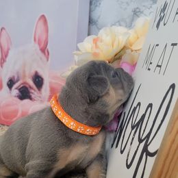 French Bulldog Puppies from Zoomie Time Frenchies
