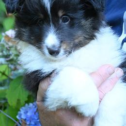 Tri girl - Black white and tan female Shetland Sheepdog puppy in Castle Rock, Washington from RimRanch Shelties
