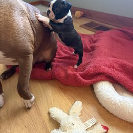 Boston Terrier All Grown Up from Smith Sister Kennels