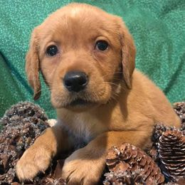 Dilute Retrievers and Labrador Retrievers from Unity Pond Labradors