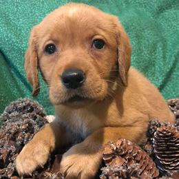 Dilute Retrievers and Labrador Retrievers from Unity Pond Labradors