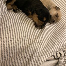 Schnoodle Puppies from Noodle Tings Puppies