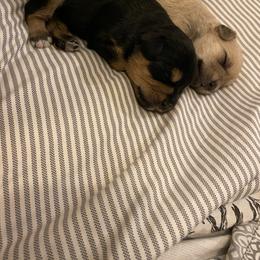 Schnoodle Puppies from Noodle Tings Puppies