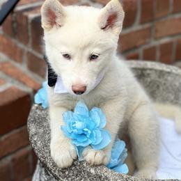 Siberian Husky Puppies from Lobban Huskies