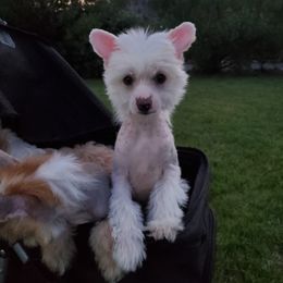 Chinese Crested Puppies from Marina Konstantinova's Cresteds