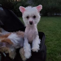 Chinese Crested Puppies from Marina Konstantinova's Cresteds