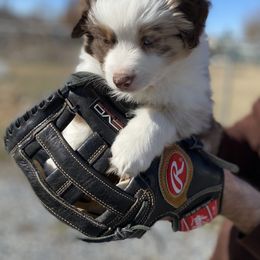Miniature American Shepherd, Miniature Australian Shepherd, and Toy Australian Shepherd Puppies from Iron Spirit Homestead & Aussies