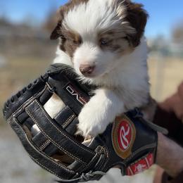 Miniature American Shepherd, Miniature Australian Shepherd, and Toy Australian Shepherd Puppies from Iron Spirit Homestead & Aussies