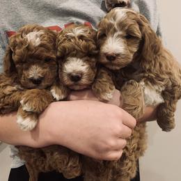 Goldendoodle Puppies from Martin’s Doodles