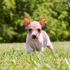 American Hairless Terrier Puppies from Vinegar Hill Kennel